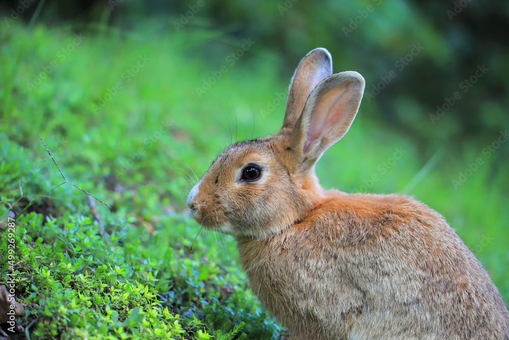 Hare on green grass in nature Hare on green grass in nature