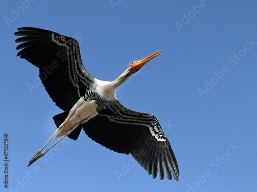 Painted storks (Mycteria leucocephala) in flight.