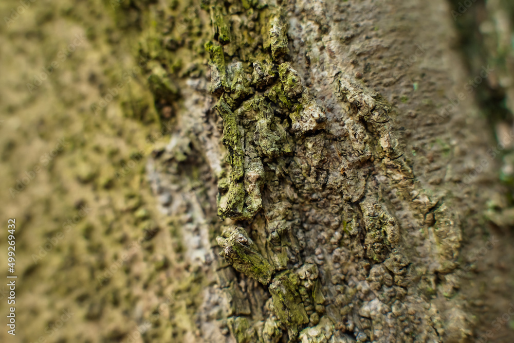 Closeup of bark fiber texture. Background Closeup of bark fiber texture. Background