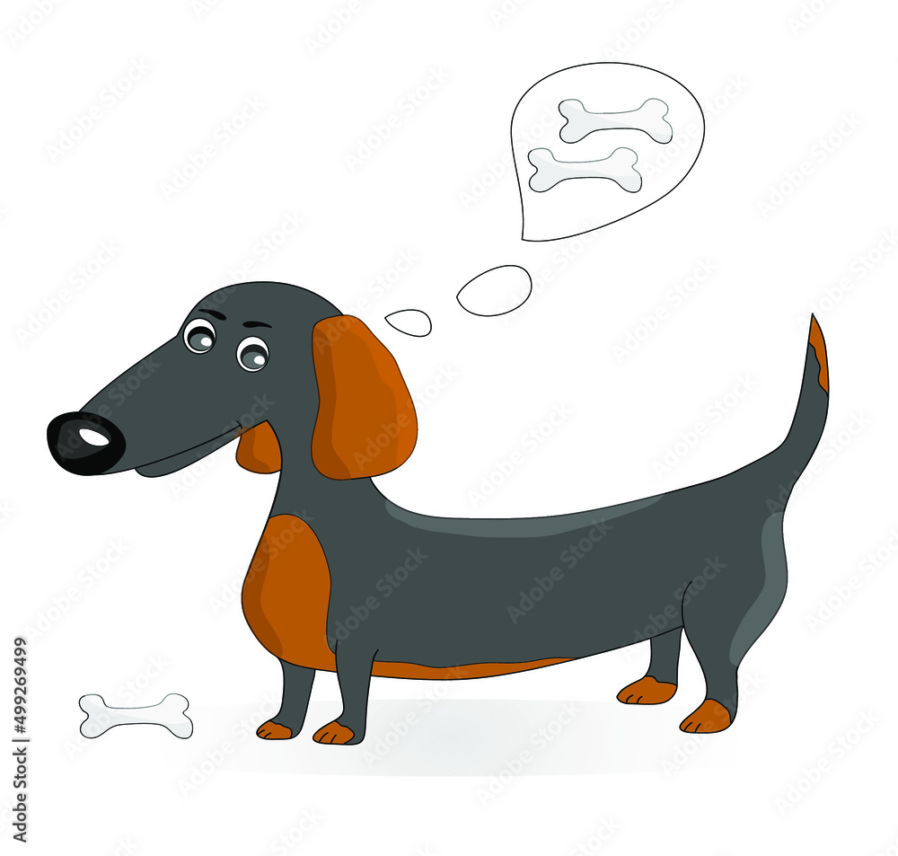 Image of a dachshund on a white background