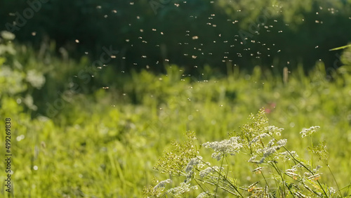 Fotografie Small midges