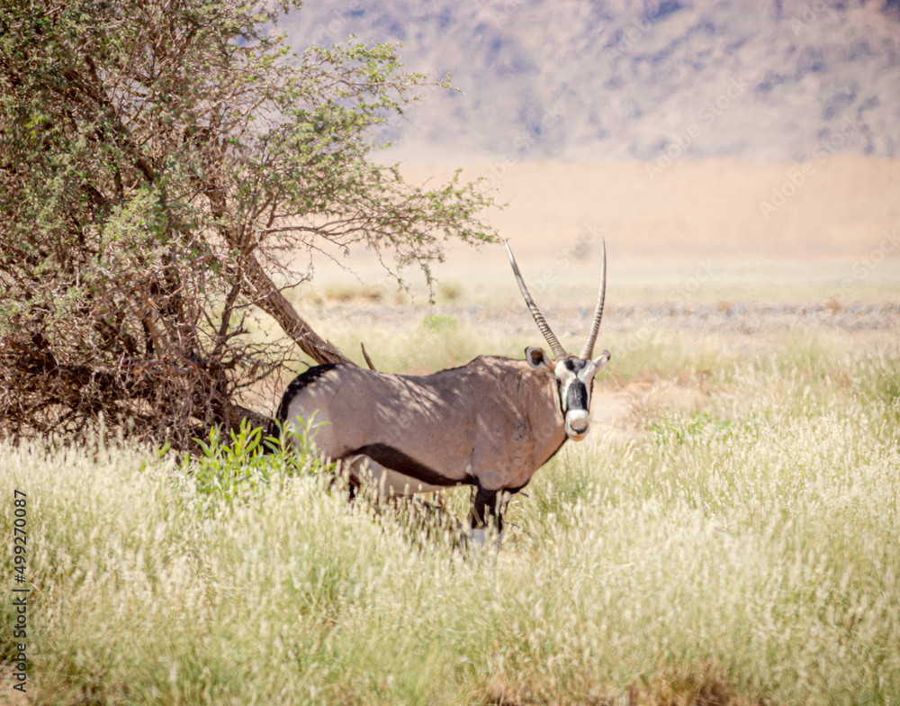 oryx by a tree in Namibia oryx by a tree in Namibia