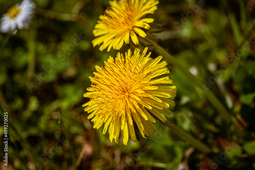 dandelions in a field of grass close up