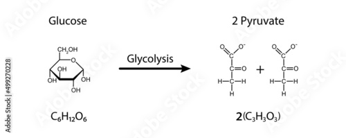 Basic Chemical Illustration of Glycolysis. Glucose Transformation to Two Molecules of Pyruvate. Vector Illustration. photo