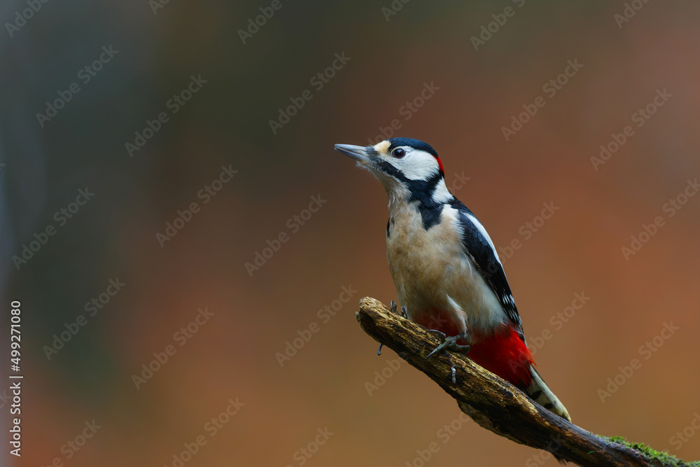 Fototapeta premium Great spotted woodpecker (Dendrocopos major) searching for food in the forest in the Netherlands