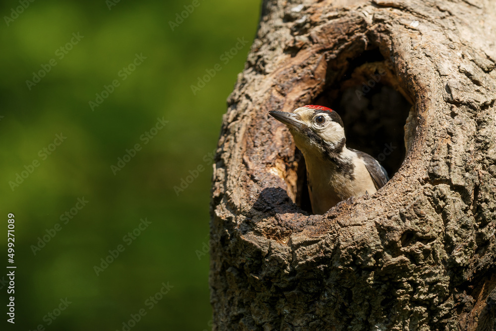 Great spotted woodpecker (Dendrocopos major) searching for food in the forest in the Netherlands Great spotted woodpecker (Dendrocopos major) searching for food in the forest in the Netherlands