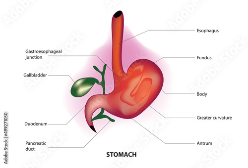 stomach is a muscular organ located on the left side of the upper abdomen of human body  photo