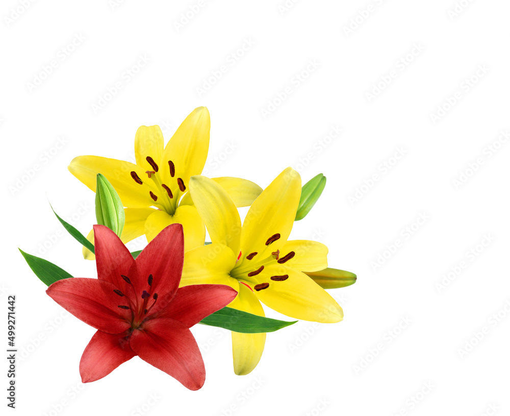 Beautiful Lily flower isolate on white Beautiful Lily flower isolate on white