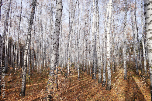 Birch forest