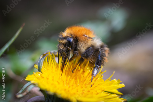 bee on a flower © Steven Clough
