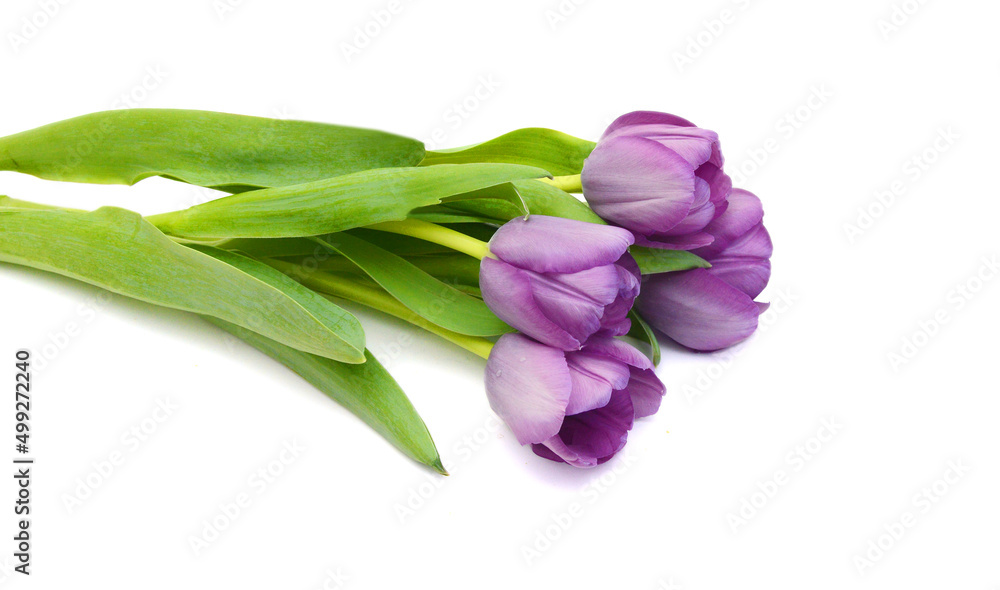 Colorful tulip flowers isolated on white Colorful tulip flowers isolated on white