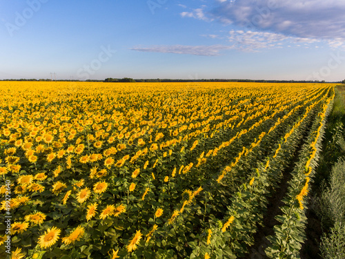 aerial view sunflower field in the country