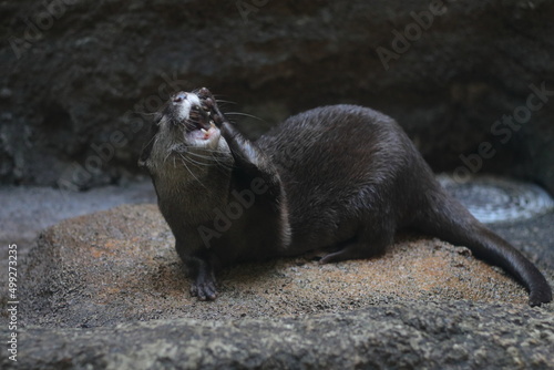 sea lion cub