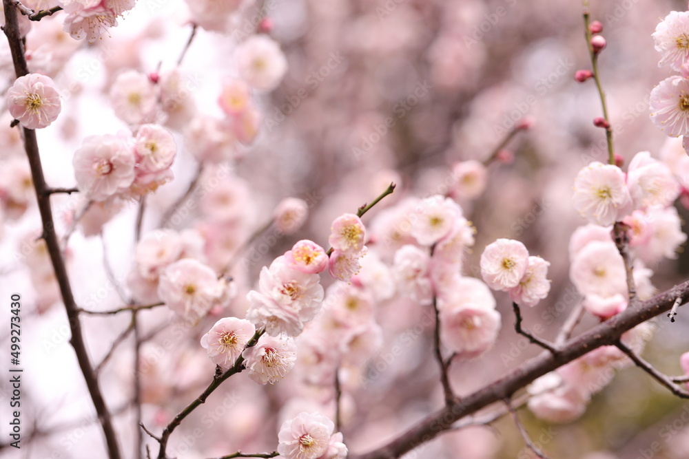 cherry blossom cherry blossom