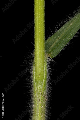 Soft Brome (Bromus hordeaceus). Culm and Leaf Sheath Closeup