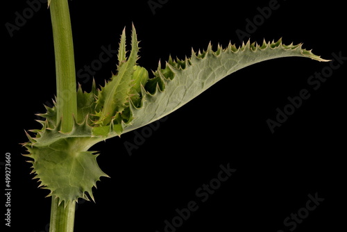 Obraz na plátně Prickly Sow-Thistle (Sonchus asper). Leaf Closeup