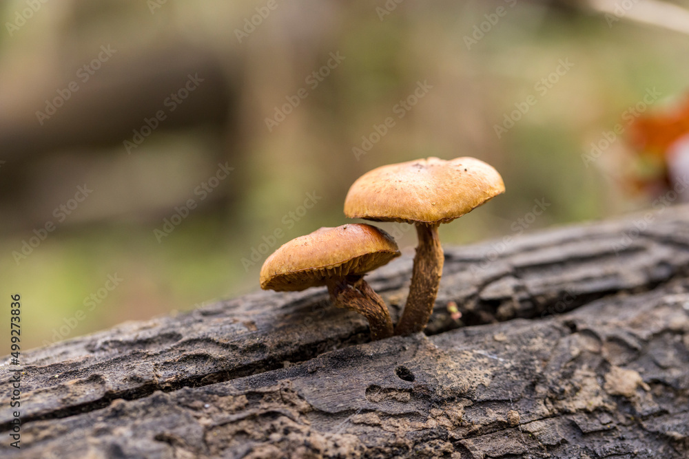 Two mushrooms emerge from the same crack in a dead log Two mushrooms emerge from the same crack in a dead log