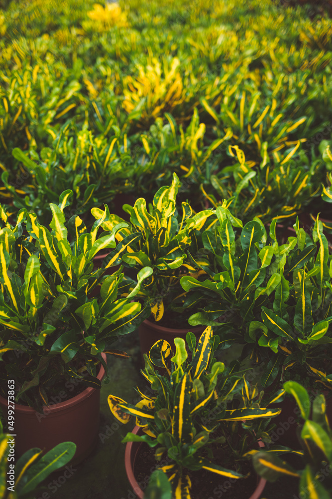 Obraz premium production of ornamental plants in pots 
