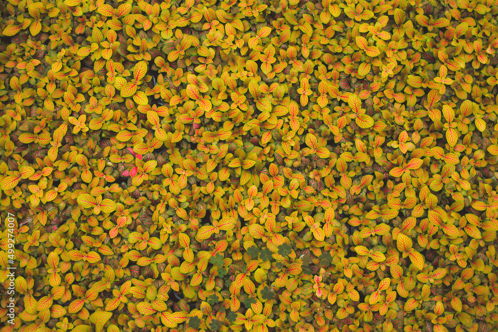 production of ornamental plants in pots production of ornamental plants in pots