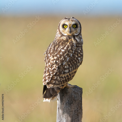 Wallpaper Mural Short eared Owl, perched on a fence, Patagonia, Argentina. Torontodigital.ca