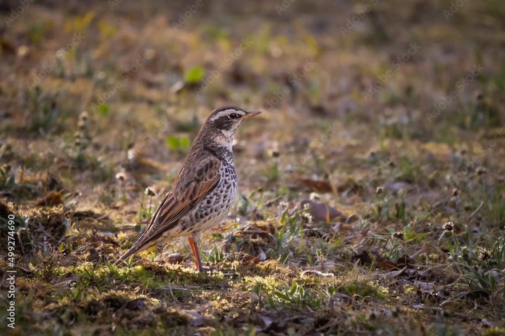 Dusky thrush Dusky thrush