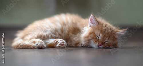 A cute little ginger kitten is lying on the floor.