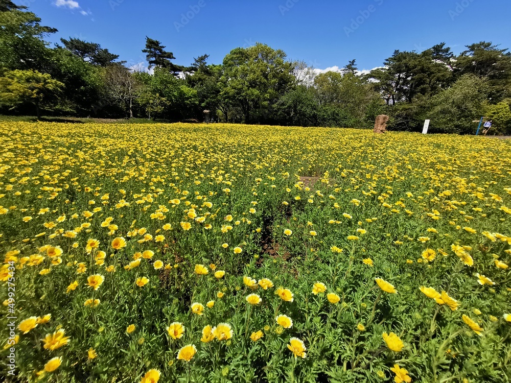 Obraz premium field of dandelions