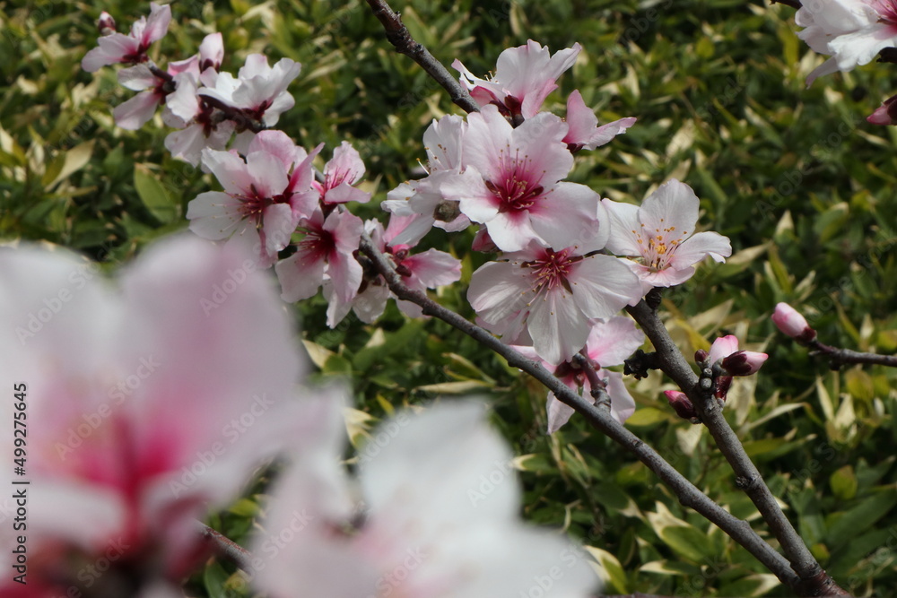 Obraz premium アーモンドの花