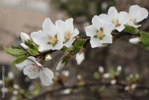 サクラの花
