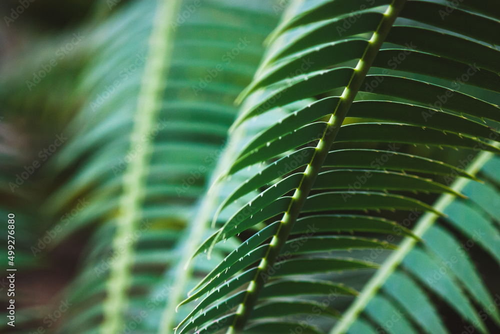 Dioon spinulosum, giant dioon or gum palm leaves closeup Dioon spinulosum, giant dioon or gum palm leaves closeup
