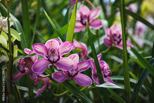Cymbidium devonianum - purple boat orchids blooming in greenhouse photo