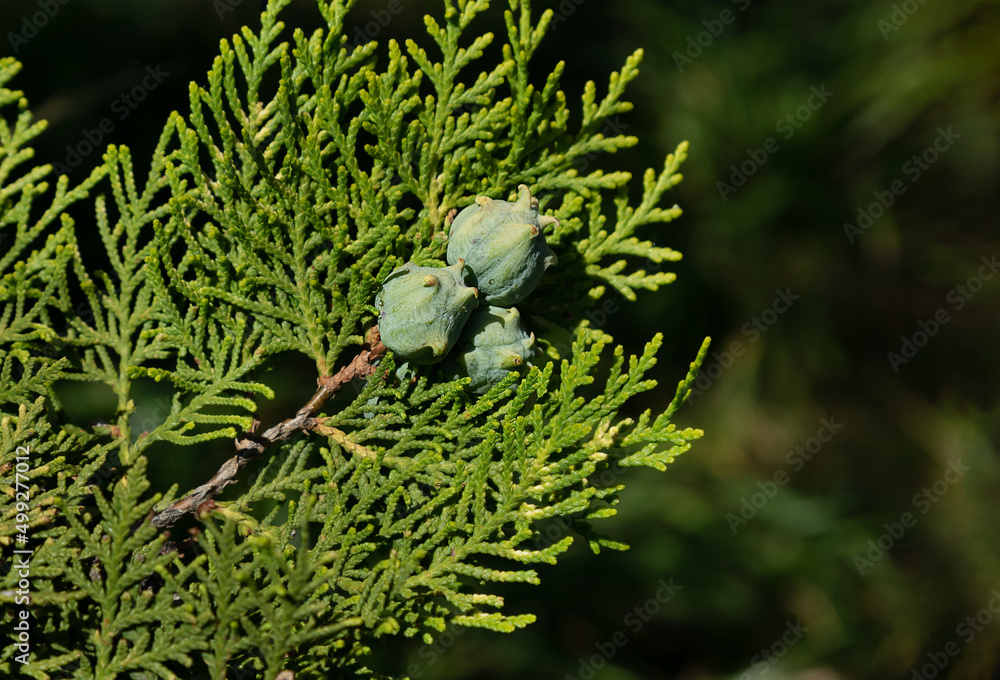Blue cones of Platycladus orientalis on green twigs with soft needles on blurred background Blue cones of Platycladus orientalis on green twigs with soft needles on blurred background