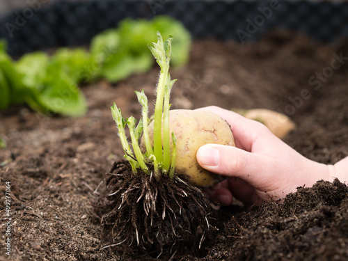 hand planting potato tubers into soil in garden bed photo