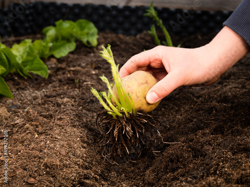 planting potato tubers into garden bed photo