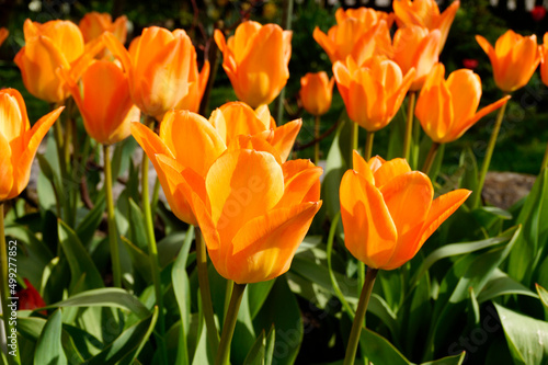 gorgeous sunlit orange tulips on a warm April day 