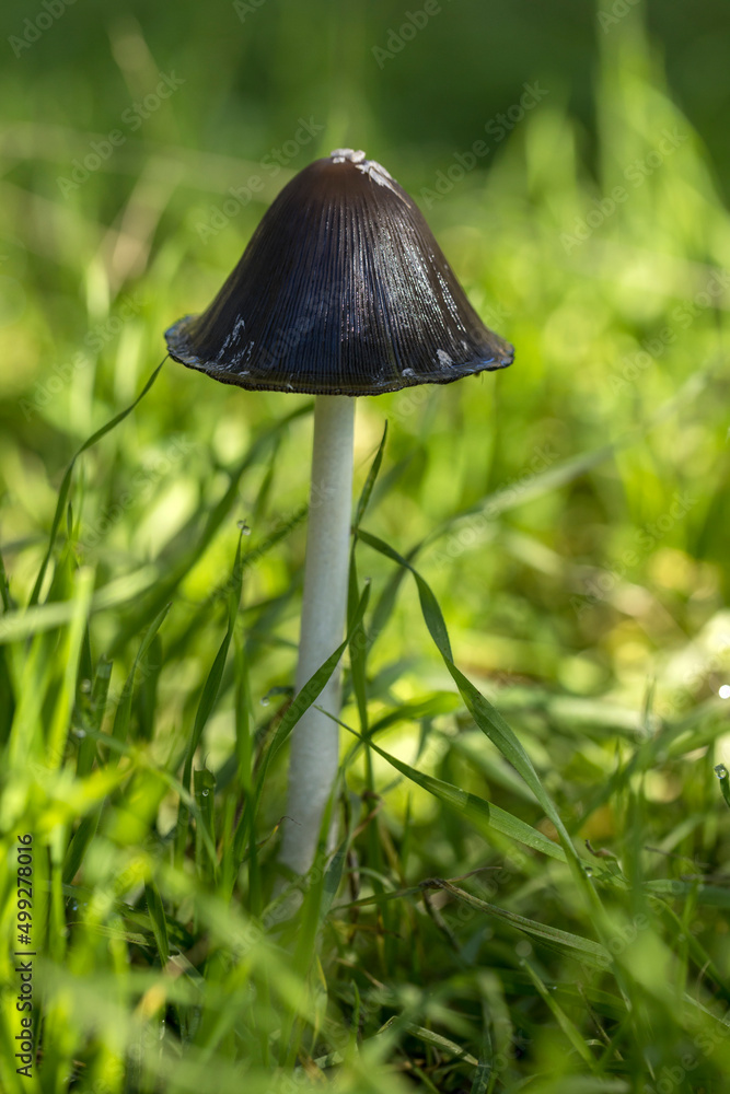Inky cap mushroom with a white stalk among lush green grasses Inky cap mushroom with a white stalk among lush green grasses