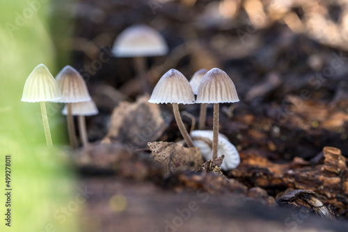 Cluster of small brown capped mushrooms on a forest floor