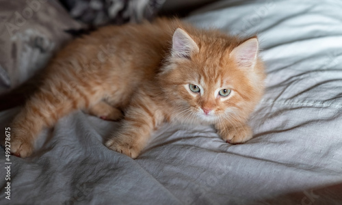 Cute ginger baby cat sitting on bed clothes.