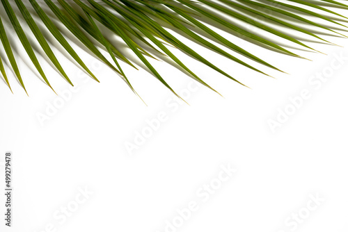 palm leaves on top of white background