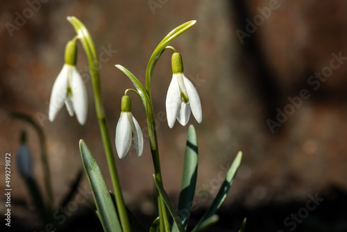 spring snowdrops in the snow