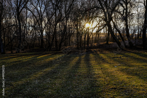 sunrise in the park