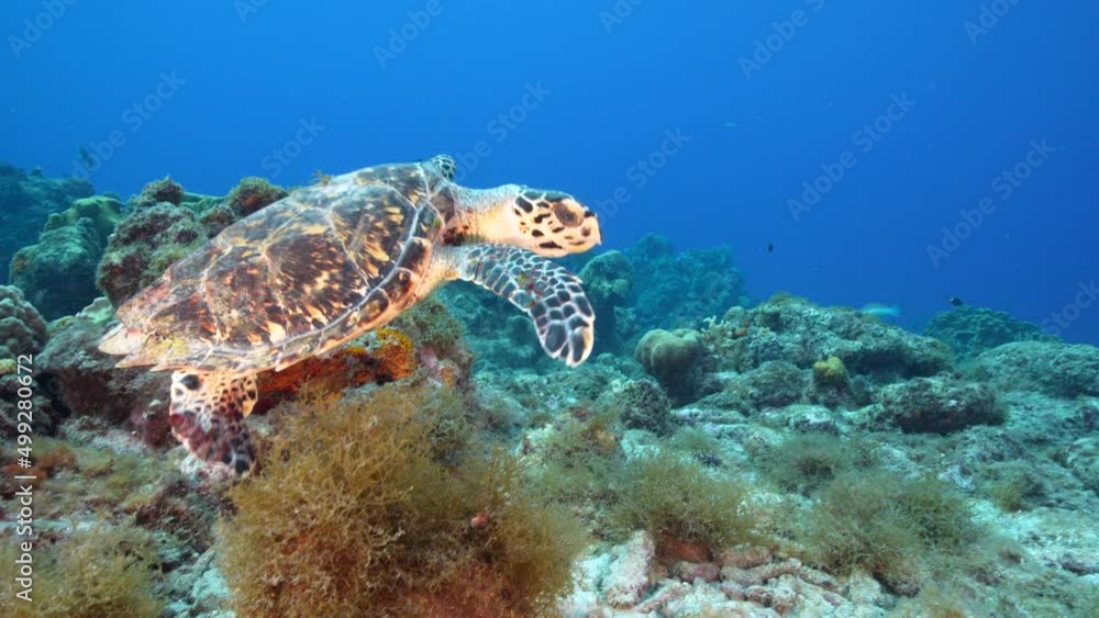 Seascape with Hawksbill Sea Turtle in the coral reef of Caribbean Sea, Curacao Seascape with Hawksbill Sea Turtle in the coral reef of Caribbean Sea, Curacao