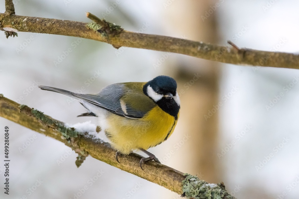 Naklejka premium a bird on a branch of a tree