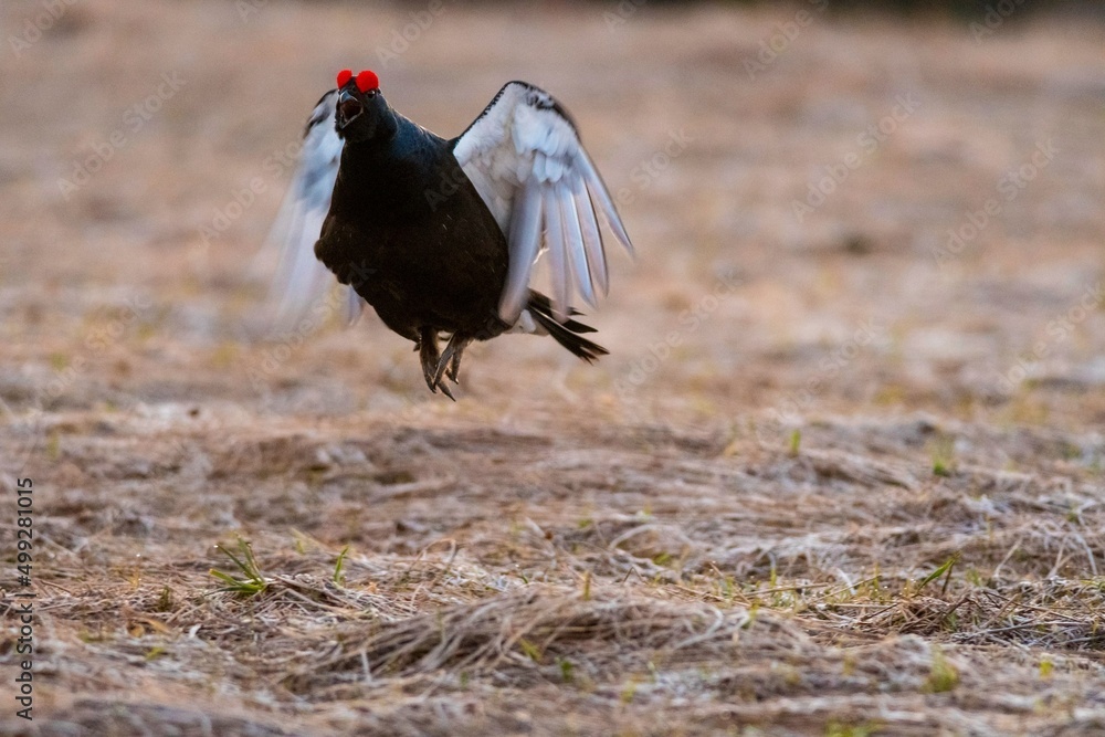 black grouse in the forest black grouse in the forest