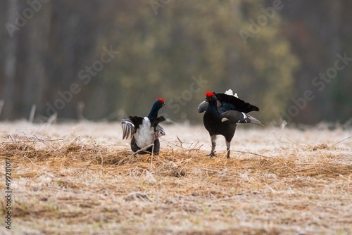 two birds in a field