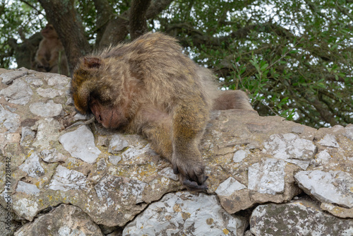 Brown monkey with white chest and black spots. sleeping on a stone in the natural park of the rock of gibraltar spain.