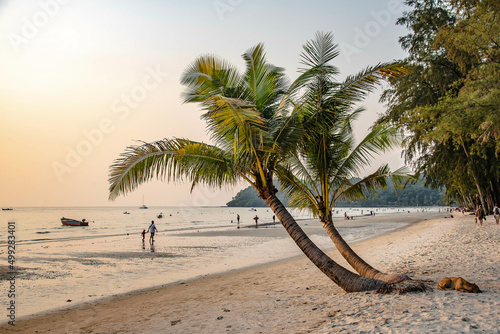 Twin coconut trees on Klong Chao Beach on Koh Kood  Thailand