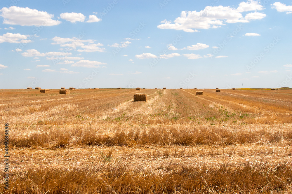 Fototapeta premium Wheat field ready to harvesting