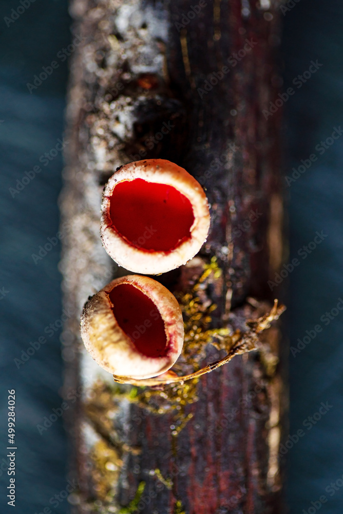 Sarcoscypha coccinea, commonly known as Scarlet peziza Sarcoscypha coccinea, commonly known as Scarlet peziza