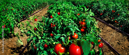 Tomato field and irrigation system